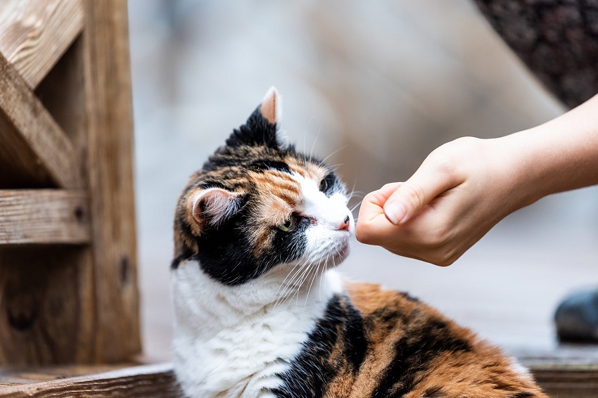 Train Your Cats These Six Key Commands