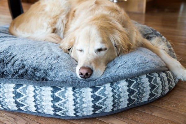 Why Your Dog Sleeps In Dirty Clothes