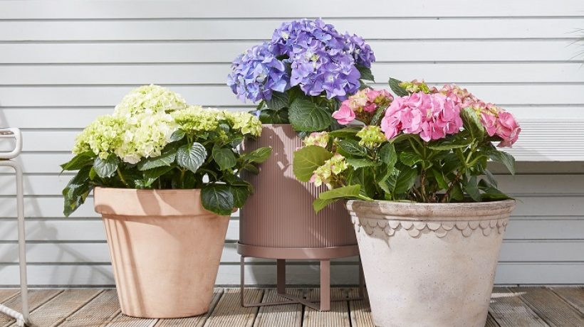 How to Grow the Perfect Outdoor Flower Plant