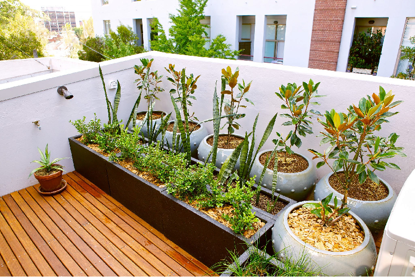 Rooftop gardening tips