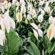 How To Grow Peace Lily Flowers
