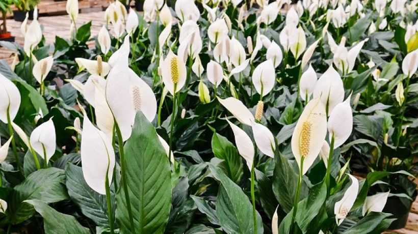 How To Grow Peace Lily Flowers?
