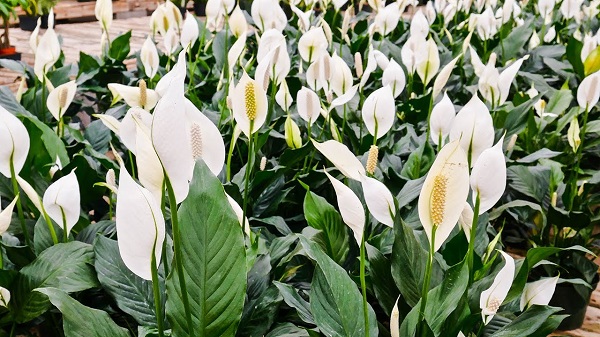 How To Grow Peace Lily Flowers