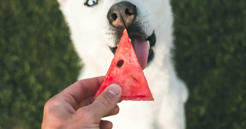 What Fruits Can Dogs Eat? A Comprehensive Guide