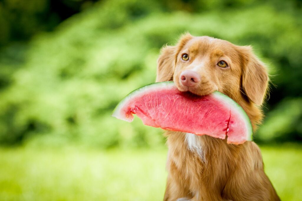 Do Dogs Eat Fruit