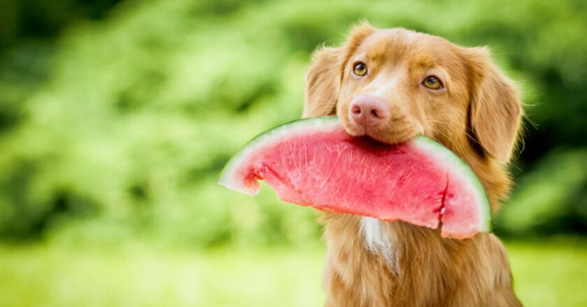 Do Dogs Eat Fruit: Separating Myth From Reality