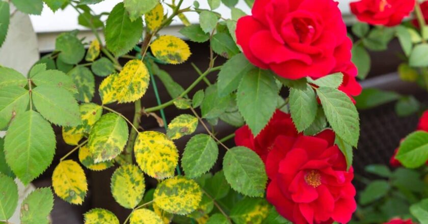 Rose Bush with Yellow Leaves: Causes and How to Cure it