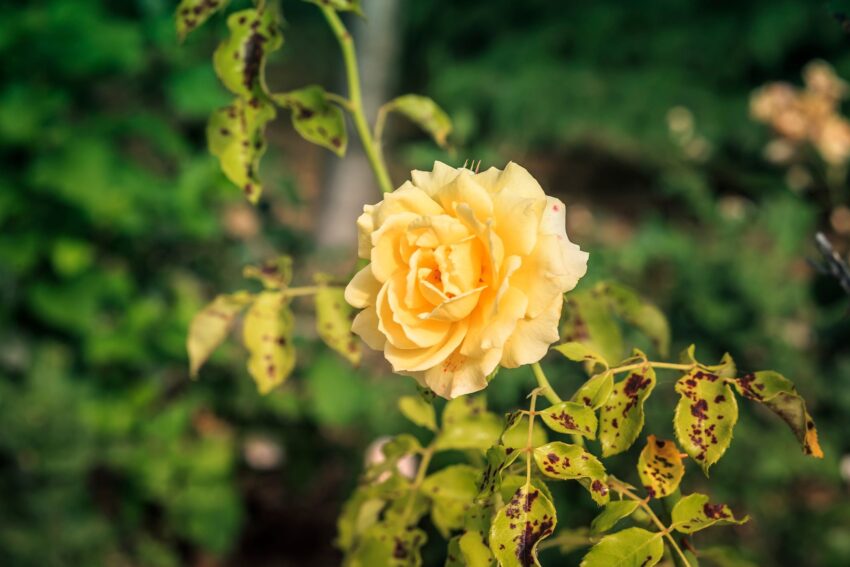 Rose Bush with Yellow Leaves