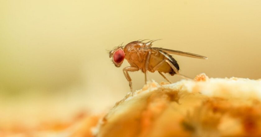 Do Fruit Flies Eat Coffee Grounds?