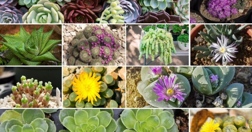 What is the Most Popular Succulent Plant?