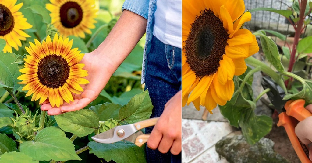 Marvel of Sunflower Growth