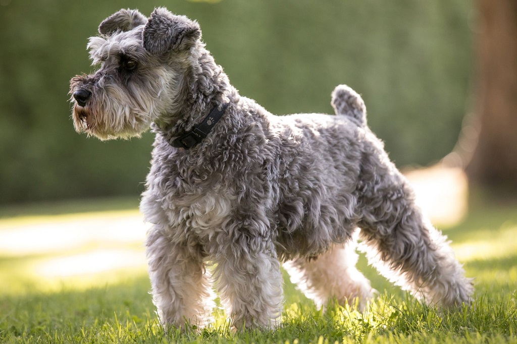Schnauzers Are Prone to Health Issues