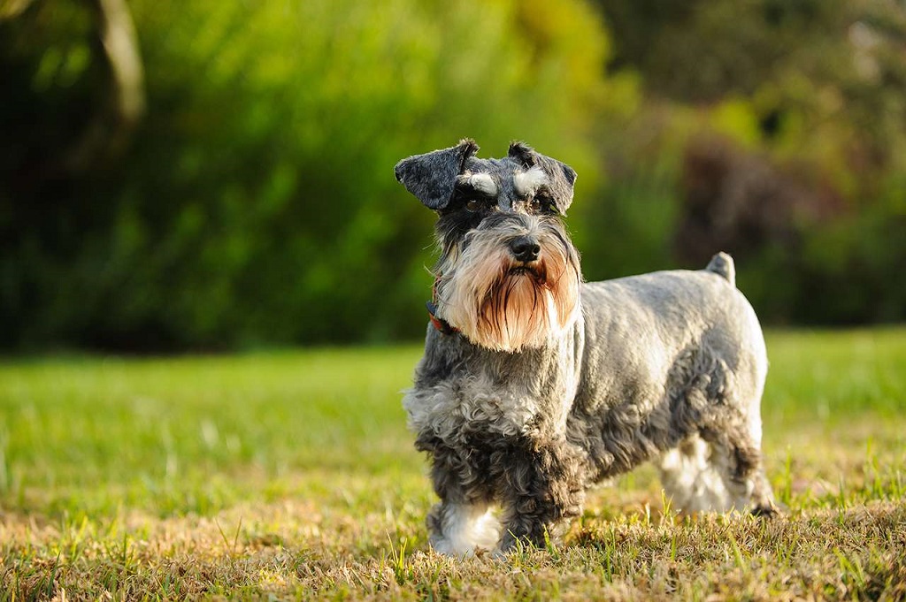 Why Schnauzers Aren't the Worst Dogs After All