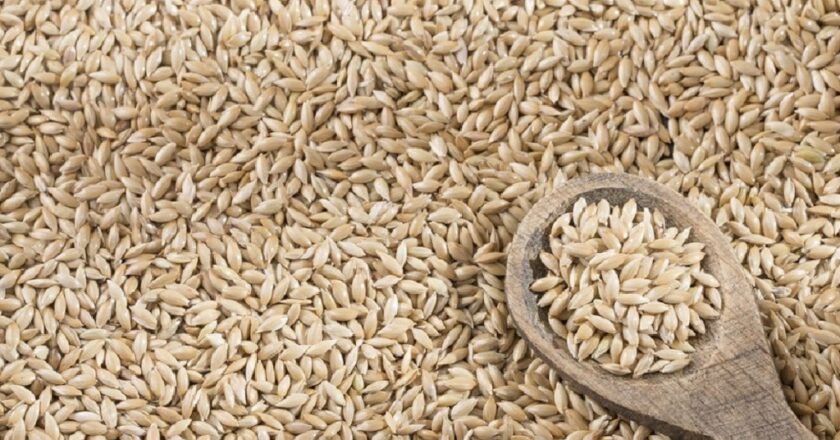 What You Need to Know About Canary Seed Nutrition