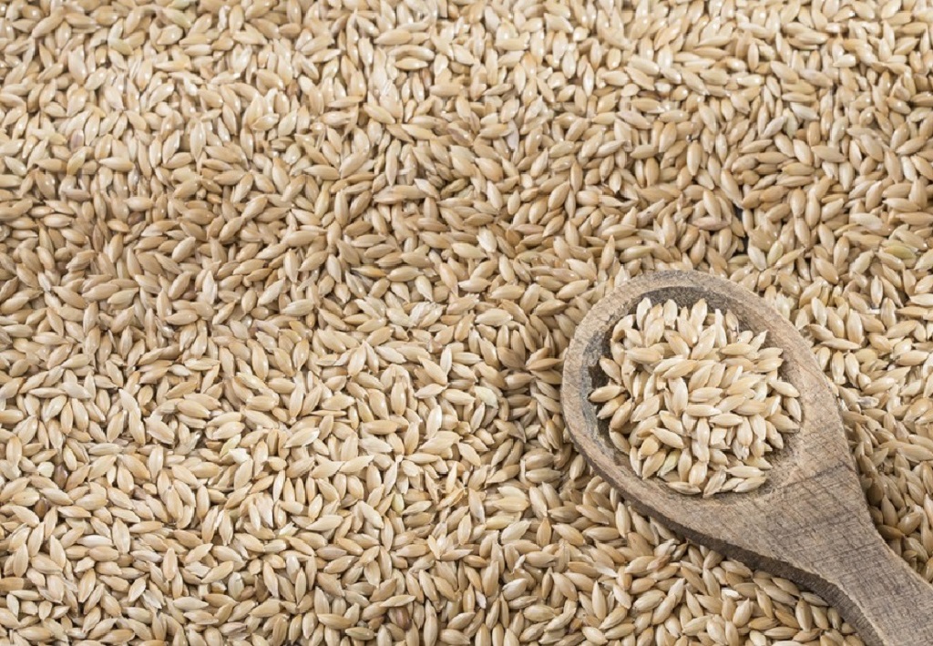 What You Need to Know About Canary Seed Nutrition
