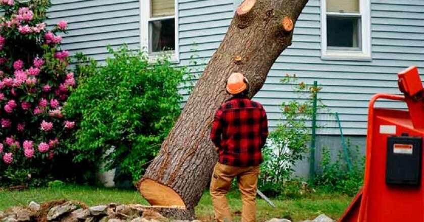Can Tree Removal Damage Foundation: Unveiling the Hidden Risks