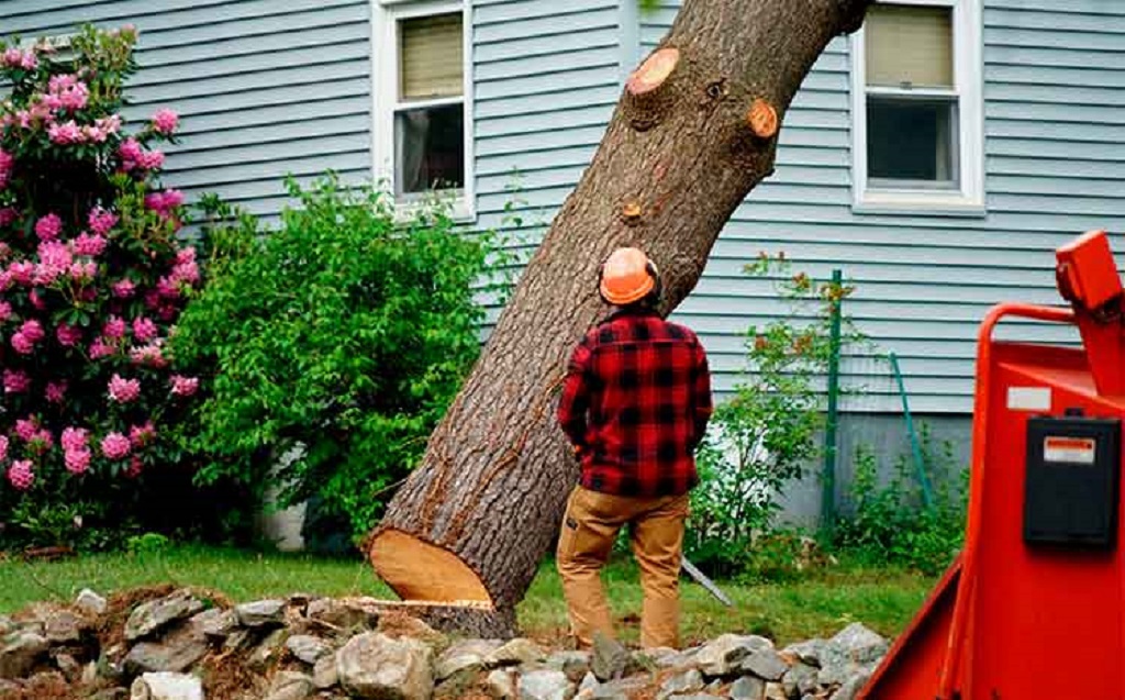 Can Tree Removal Damage Foundation