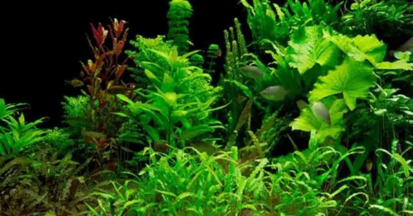 Aquarium Plants Nature's Oxygenators and Decor