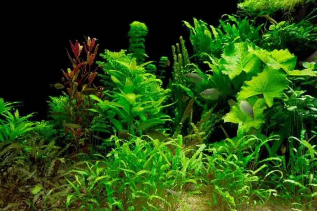 Aquarium Plants Nature's Oxygenators and Decor