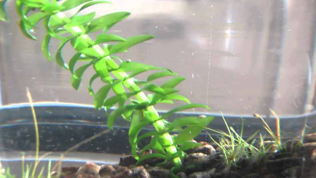 The Unsung Heroes of Your Aquarium
