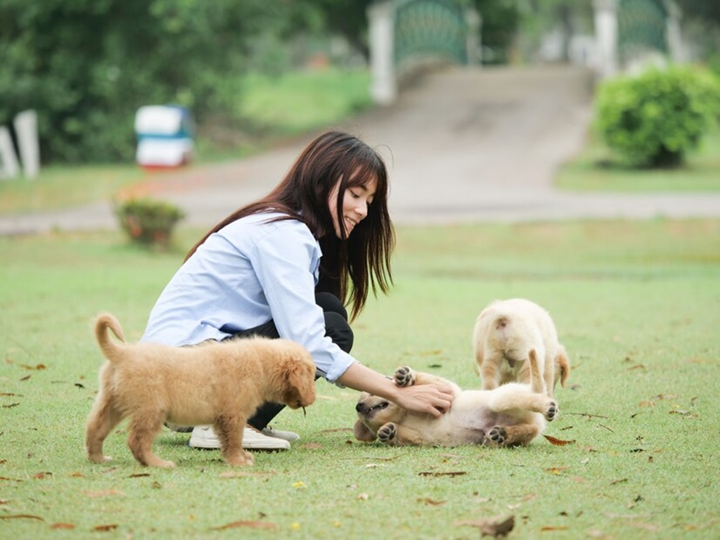 How Puppies Adapt to New Environments: What to Expect Kbsm.org How Puppies Adapt to New Environments: What to Expect Kbsm.org