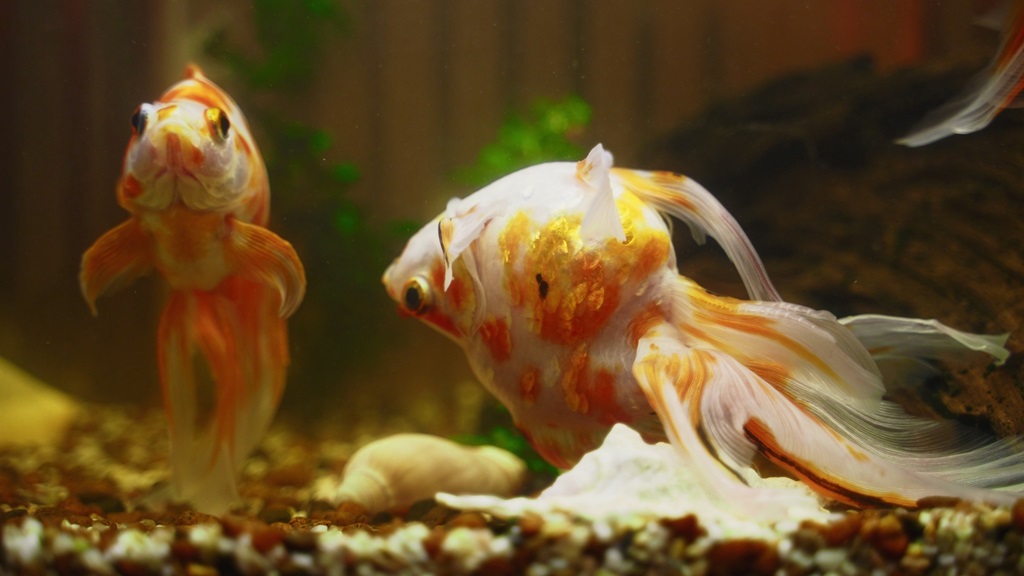 What causes fish to die suddenly in aquarium