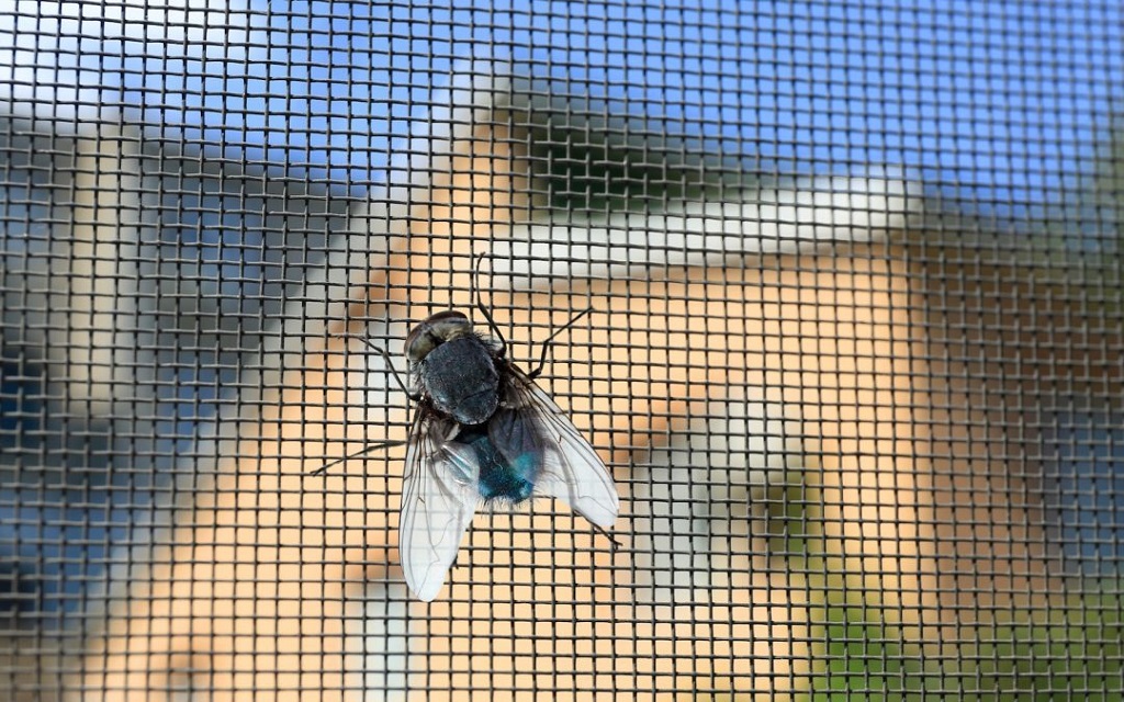 How do bugs get through window screens