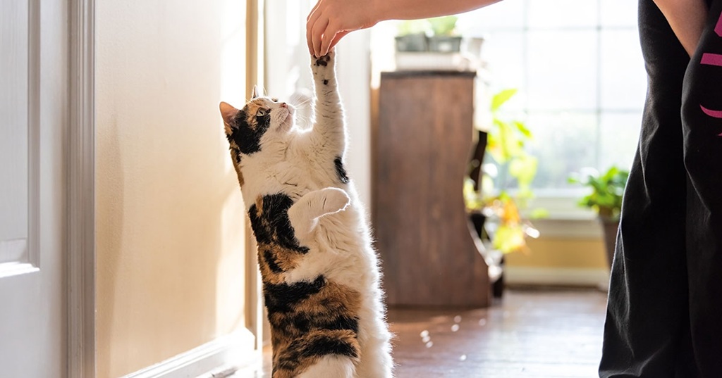 Is clicker training effective for cats?