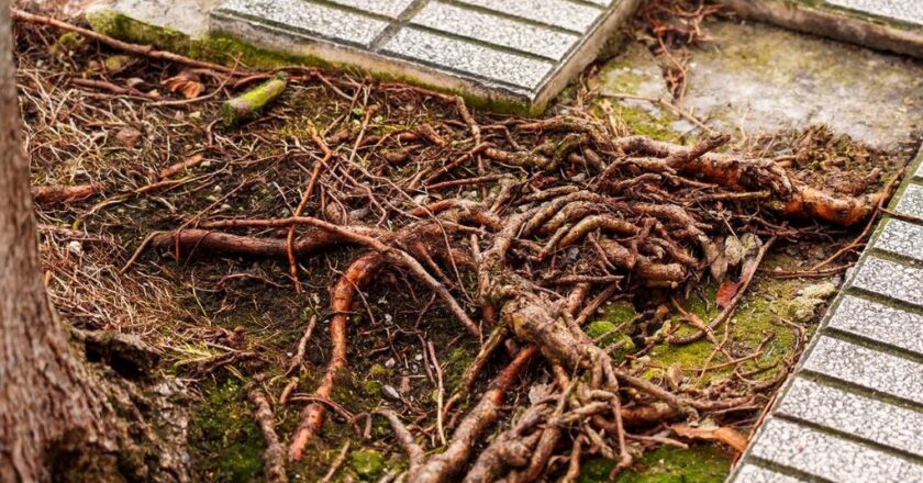 The Impact of Underfloor Heating on Plant Root Health in Floor Gardens