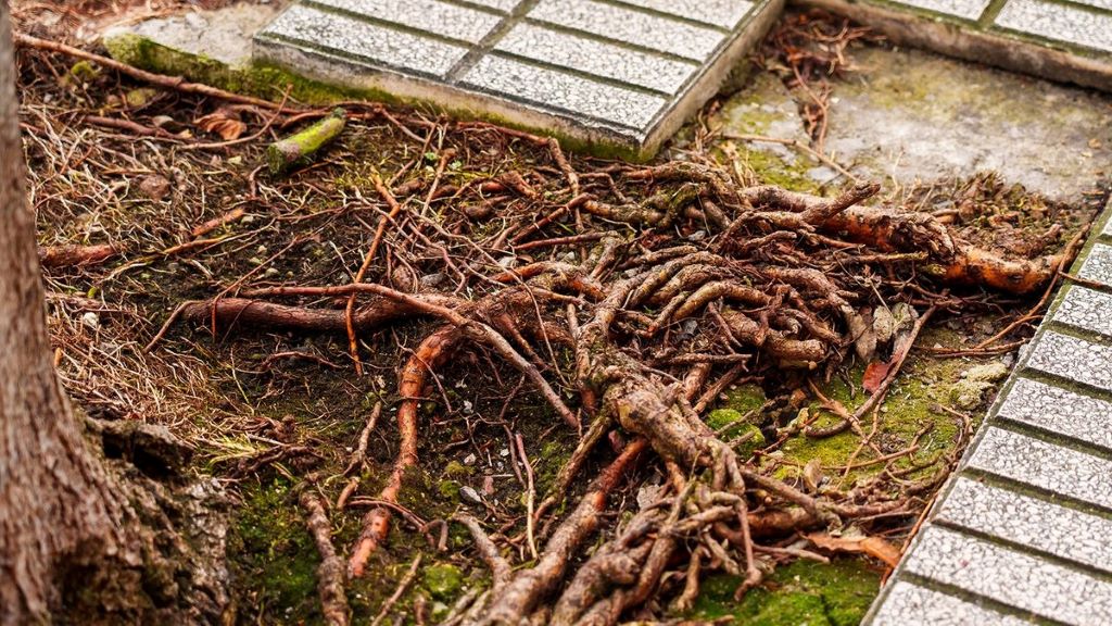 Underground floor heating projects in greenhouses