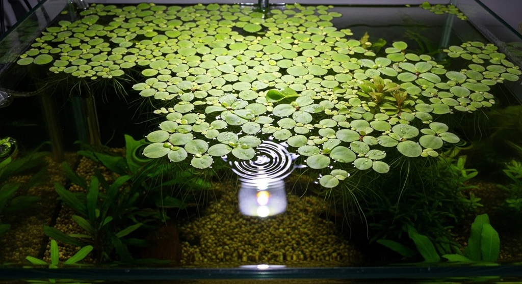Salvinia minima covering surface of beginner aquarium tank